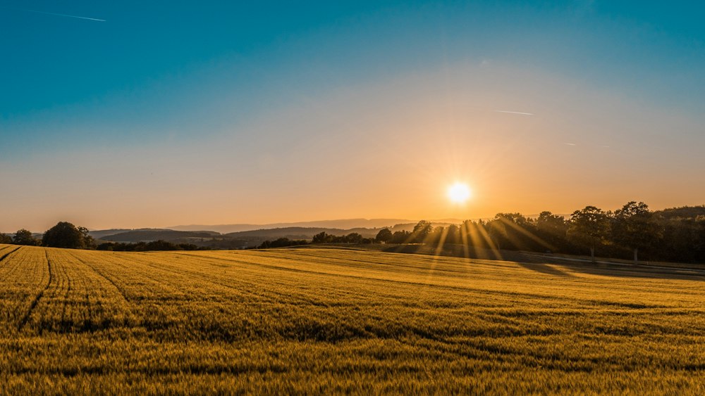 Cultivated agricultural landscape